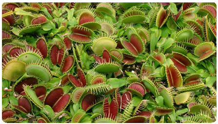 بانک بذر گياه گوشتخوار