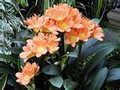  گیاه خورشیدی _clivia miniata