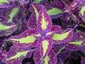 گیاه حسن یوسف_coleus blumei