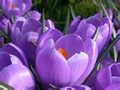  گیاه زعفران زینتی_/crocus 