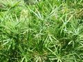 cyperus