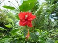 گیاه ختمی _hibiscus rosa sinensis