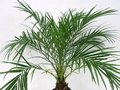 گیاهان آپارتمانی زینتی _ نخل زینتی فونیکس