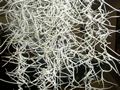  گیاه خزه اسپانیایی _spanish moss