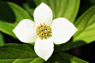  ذغال اخته جنگلی   Bunchberry 