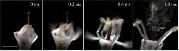 سریترترین گیاه دنیا