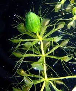 گیاه گوشتخوار آبزی آلدرواندا