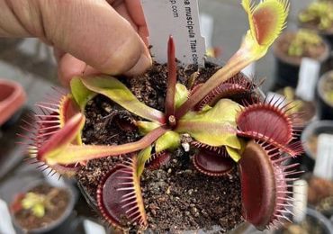 بانک بذر Flytrapseed